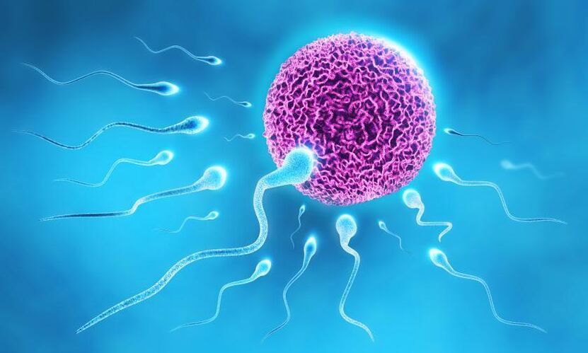 spermatozoida u sastavu lubrikanta kod muškaraca