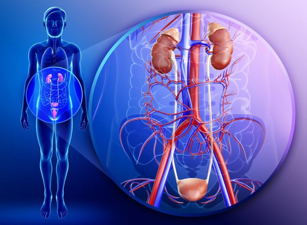 S upalom organa genitourinarnog sustava, zabranjeno je liječenje đumbirom. 